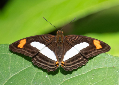 The butterfly Adelpha iphiclus iphiclus photographed in Peru
