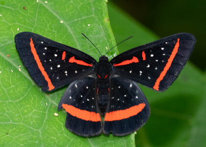 The butterfly Amarynthis meneria photographed in Peru