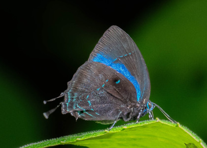 The butterfly Denivia hemon photographed in Peru