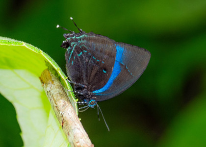 The butterfly Denivia hemon photographed in Peru
