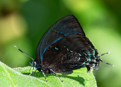 The butterfly Denivia hemon photographed in Peru