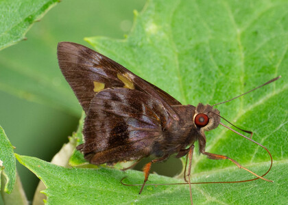 The butterfly Perichares adela photographed in Mt. Palmatambo, Pozuzo,Peru