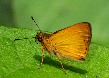 The butterfly Anthoptus epictetus photographed in Peru