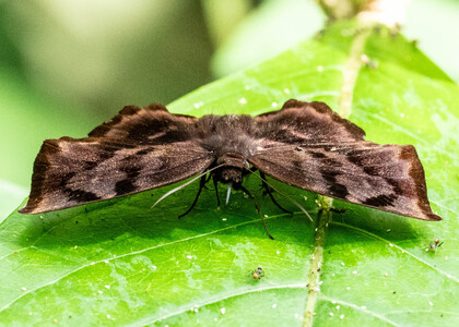 The butterfly Achlyodes busirus heros photographed in Peru