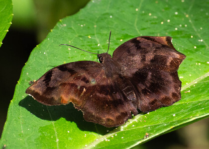 The butterfly Achlyodes busirus heros photographed in Peru
