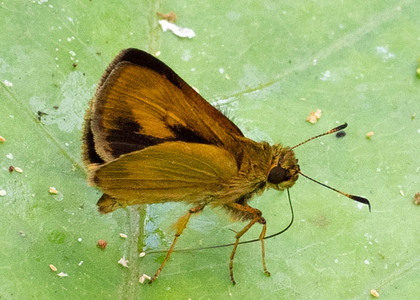 The butterfly Anthoptus epictetus photographed in Peru