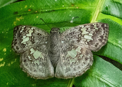The butterfly Xenophanes tryxus photographed in Peru