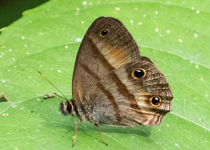 The butterfly Cissia penelope photographed in Peru