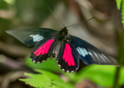 The butterfly Parides neophilus olivencius photographed in Peru