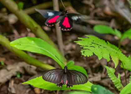 The butterfly Parides neophilus olivencius photographed in Peru