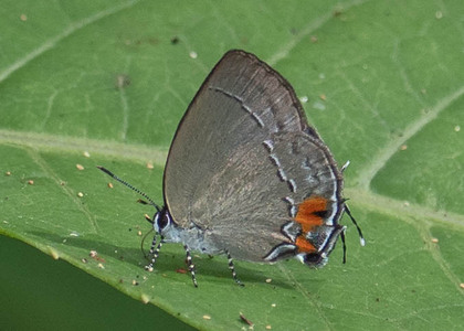 The butterfly Theclopsis lydus photographed in Peru