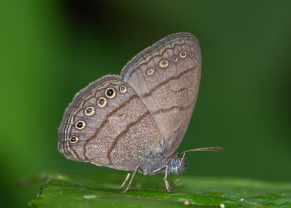 The butterfly Hermeuptychia sp. photographed in Peru