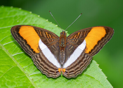 The butterfly Adelpha cytherea cytherea photographed in Peru