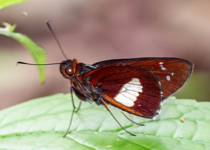 The butterfly Carystina lysitelesr photographed in Peru