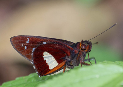 The butterfly Carystina lysitelesr photographed in Mt. Palmatambo, Pozuzo,Peru