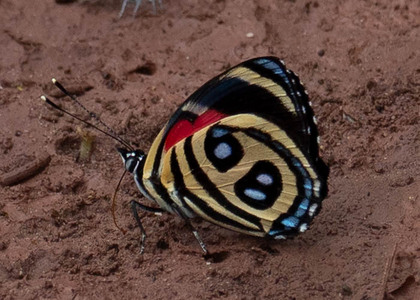The butterfly Catagramma pyracmon peristera photographed in Peru