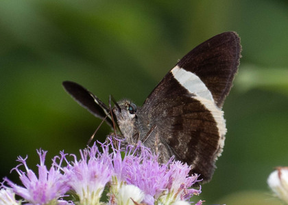 The butterfly Cecropterus zarex photographed in Mt. Palmatambo, Pozuzo,Peru