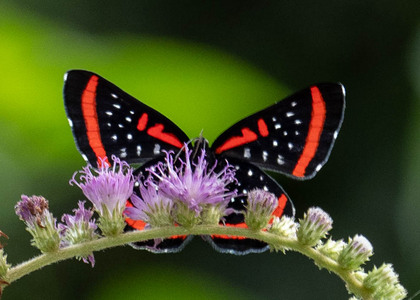 The butterfly Amarynthis meneria photographed in Peru