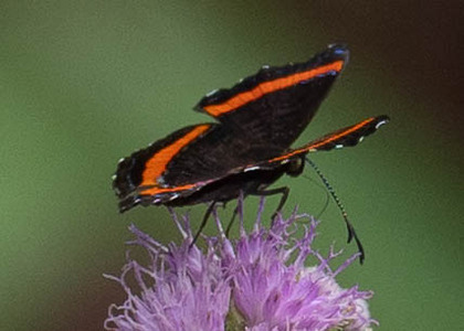 The butterfly Crocozona coecias photographed in Peru