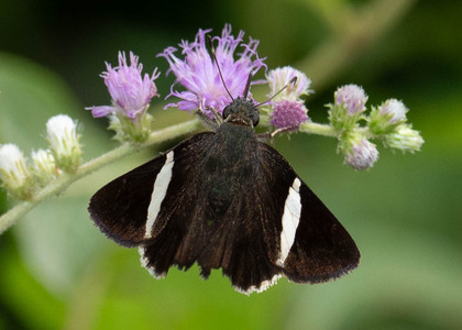 The butterfly Cecropterus zarex photographed in Peru