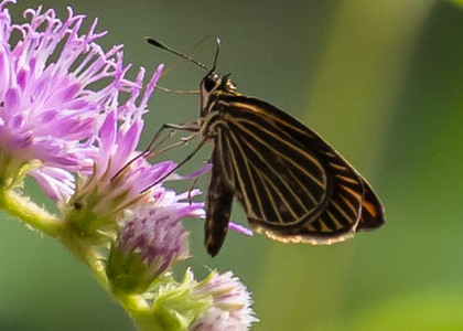 The butterfly Apaustus gracilis photographed in Peru
