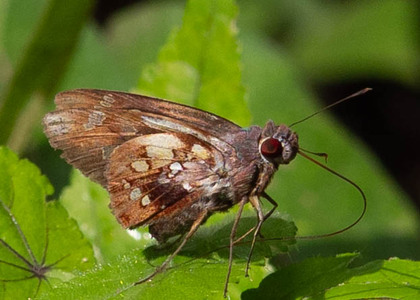 The butterfly Thracides arcalaus photographed in Peru
