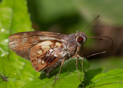 The butterfly Thracides arcalaus photographed in Mt. Palmatambo, Pozuzo,Peru