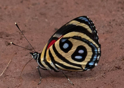 The butterfly Catagramma pyracmon peristera photographed in Peru