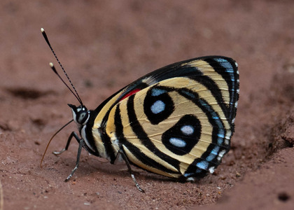 The butterfly Catagramma pyracmon peristera photographed in Mt. Palmatambo, Pozuzo,Peru