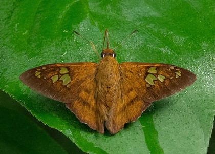 The butterfly Nascus phocus photographed in Mt. Palmatambo, Pozuzo,Peru