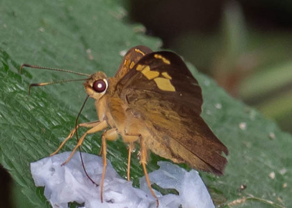 The butterfly Nascus phocus photographed in Picuroyacu, Iquitos,Peru