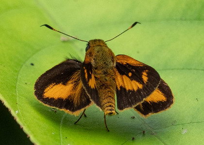 The butterfly Anthoptus epictetus photographed in Peru