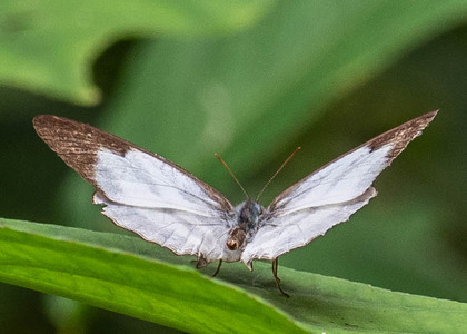 The butterfly Pareuptychia hesionides photographed in Peru