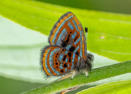 The butterfly Sarota gyas photographed in Mt. Palmatambo, Pozuzo,Peru