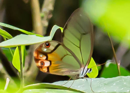 The butterfly Haetera piera negra photographed in Peru