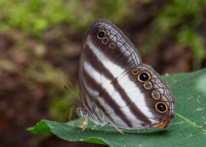 The butterfly Pareuptychia hesionides photographed in Pantiacolla,Peru