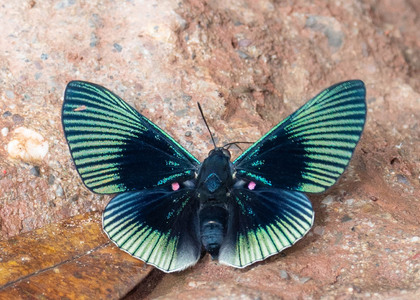 The butterfly Lyropteryx apollonia apollonia photographed in Peru