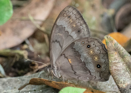 The butterfly Pseudodebis valentina photographed in Mt. Palmatambo, Pozuzo,Peru