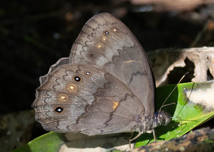 The butterfly Pseudodebis valentina photographed in Peru