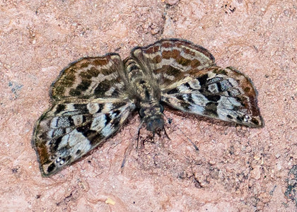 The butterfly Gorgythion begga photographed in Peru