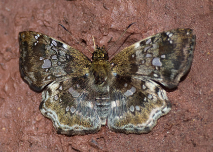 The butterfly Diaeus variegata photographed in Mt. Palmatambo, Pozuzo,Peru
