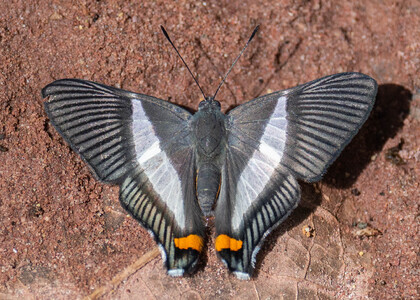 The butterfly Siseme neurodes photographed in Peru