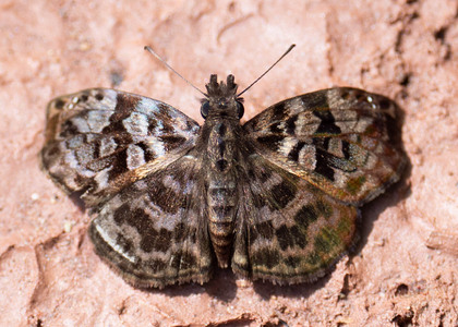 The butterfly Gorgythion begga photographed in Peru