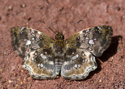 The butterfly Diaeus variegata photographed in Picuroyacu, Iquitos,Peru