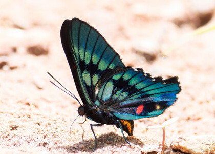 The butterfly Ancyluris meliboeus eudaemon photographed in Mt. Palmatambo, Pozuzo,Peru