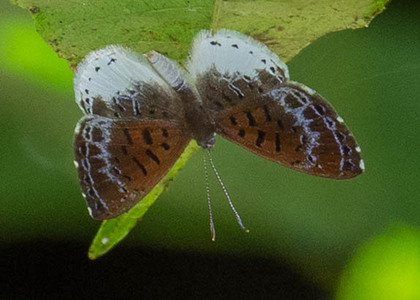 The butterfly Livendula leucocyana photographed in Mt. Palmatambo, Pozuzo,Peru