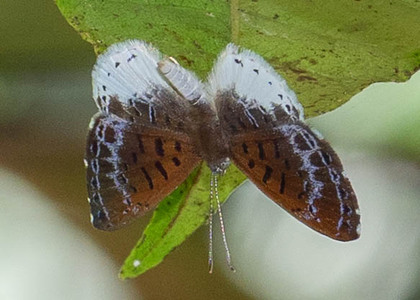 The butterfly Livendula leucocyana photographed in Peru