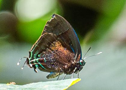 The butterfly Denivia hemon photographed in Peru