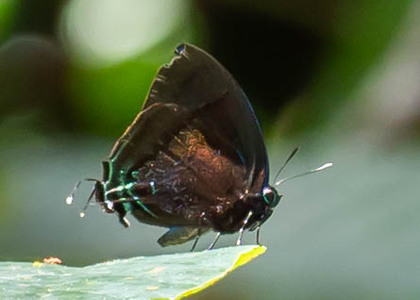 The butterfly Denivia hemon photographed in Peru