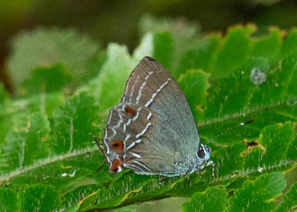 The butterfly Phothecla thespia (rare) photographed in Peru